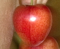 Hania Hania