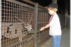Czerwiec - Wieczór Marzeń we Wrocławskim ZOO - Zwierzęta w zagrodzie mogliśmy karmić i dotykać, chociaż niektóre miały bardzo ostre zęby