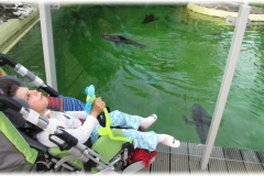 Czerwiec - Wieczór Marzeń we Wrocławskim ZOO - Foki zrobiły na mnie bardzo duże wrażenie. Są szybkie, gibkie i zawsze uśmiechnięte
