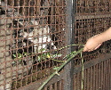 Czerwiec - Wieczór Marzeń we Wrocławskim ZOO - Zwierzęta w zagrodzie mogliśmy karmić i dotykać, chociaż niektóre miały bardzo ostre zęby