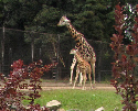 Wrzesień -  V Zjazd Rodzin Dzieci Żywionych Inaczej przy Centrum Zdrowia Dziecka w Warszawie. Wycieczka do warszawskiego ZOO