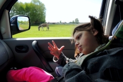 Świerkocin - Ruchome pasy oznaczają, że szejk Marek wraz ze swoją siostrą Ulą rozpoczynają safari w Świerkocinie.