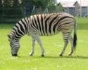 Świerkocin - Ruchome pasy oznaczają, że szejk Marek wraz ze swoją siostrą Ulą rozpoczynają safari w Świerkocinie.